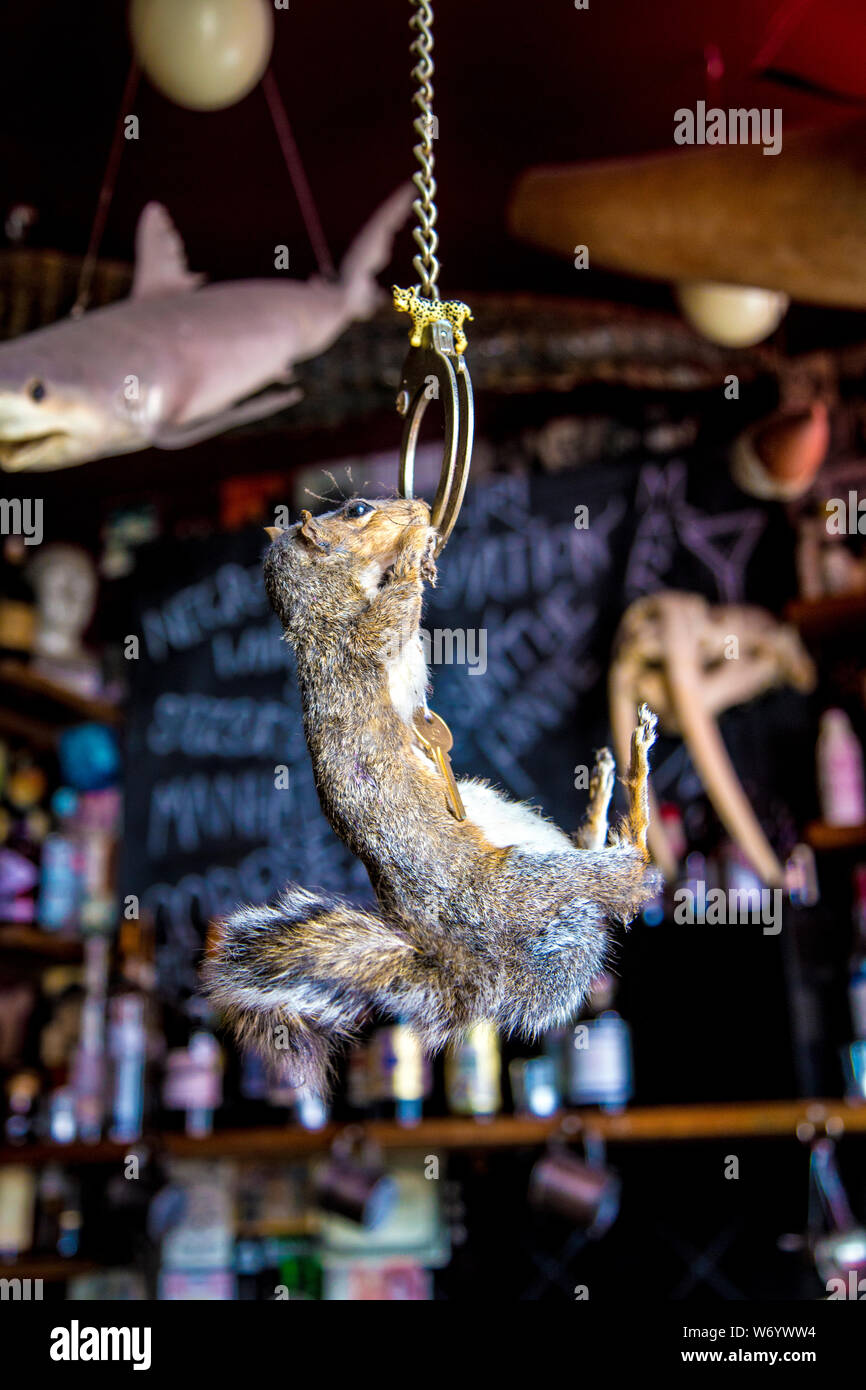 Taxidermy squirrel with key hanging from a handcuff at Viktor Wynd Museum of Curiosities and Last Tuesday Society, London, UK Stock Photo