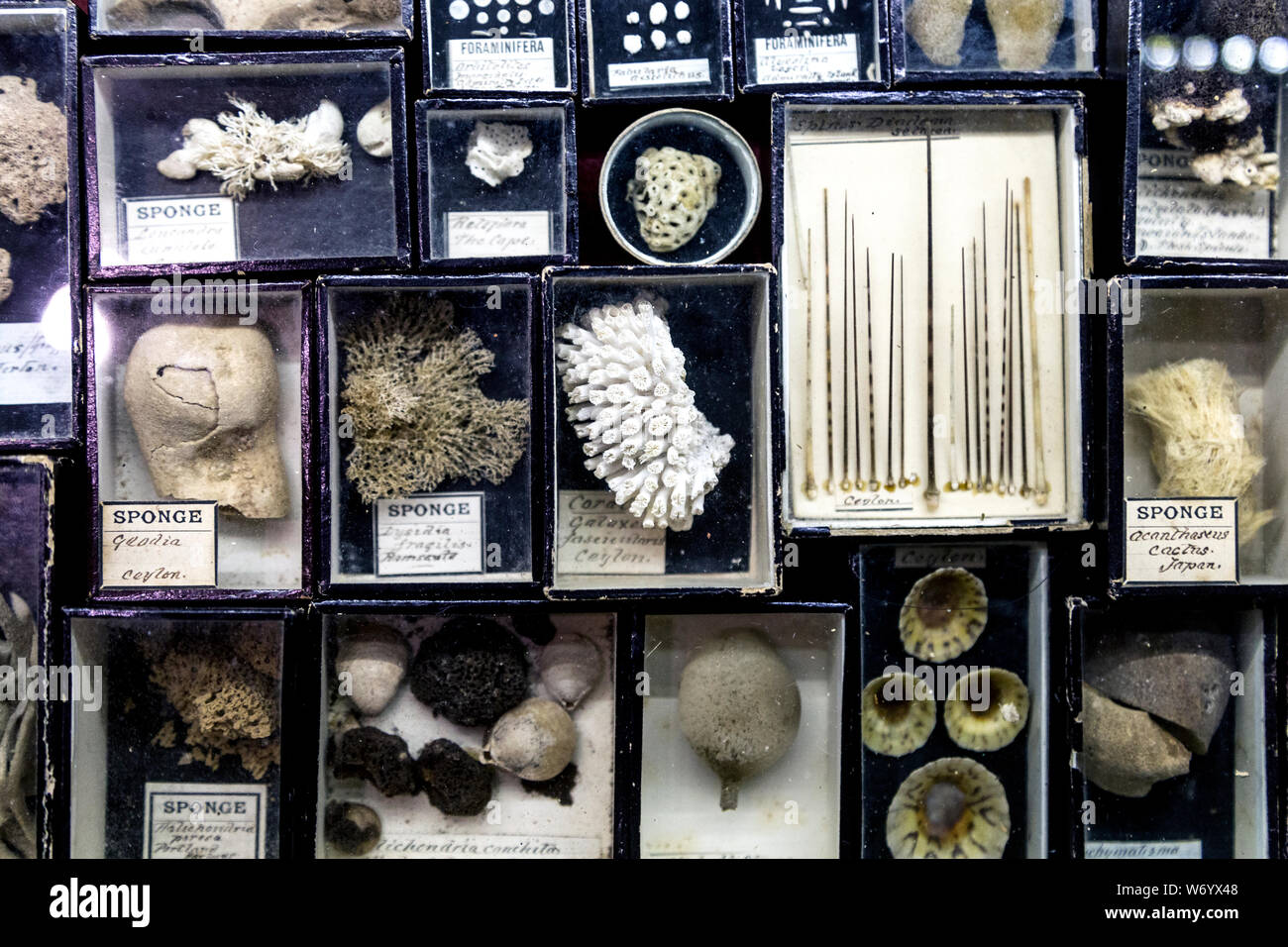 Specimens at Viktor Wynd Museum of Curiosities and Last Tuesday Society, London, UK Stock Photo