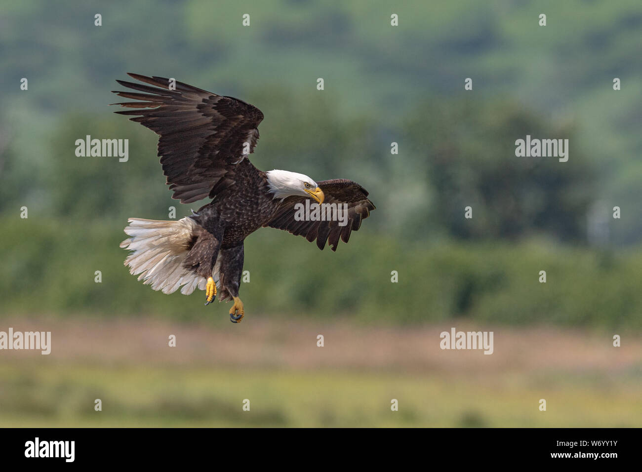 Bald Eagle  in flight coming into land Stock Photo