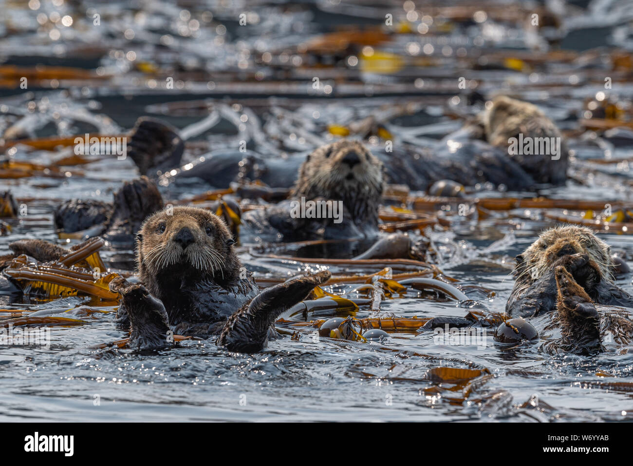 Sea Otters is Bull Kelp Stock Photo
