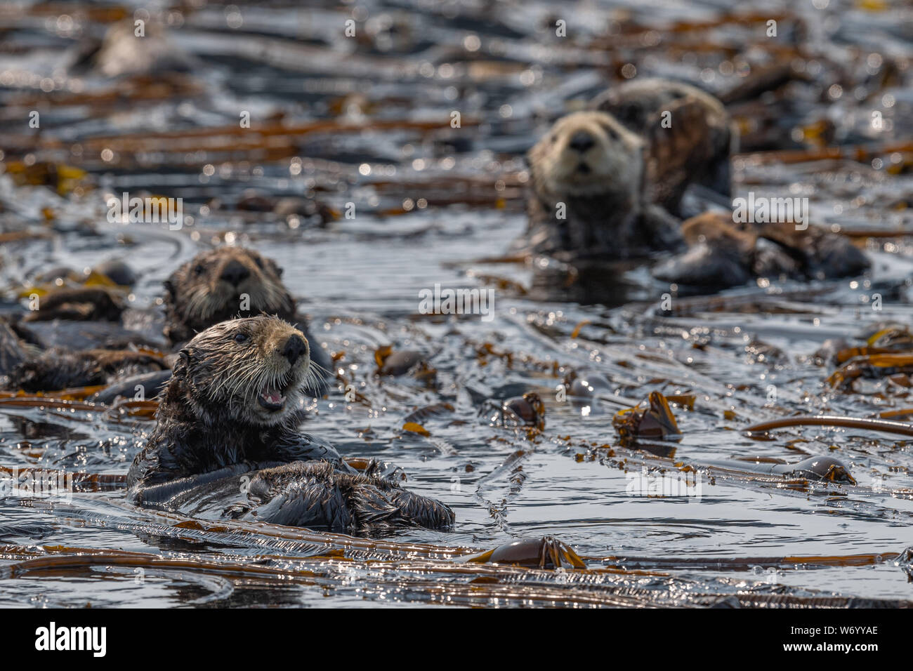 Sea Otters is Bull Kelp Stock Photo