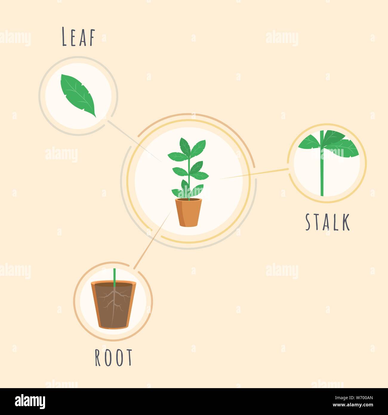 Plant structure flat vector banner template. Biology lesson equipment, tool, placard explaining root, stalk, leaf elements. Botanical poster, infographics, growing crops visualization Stock Vector