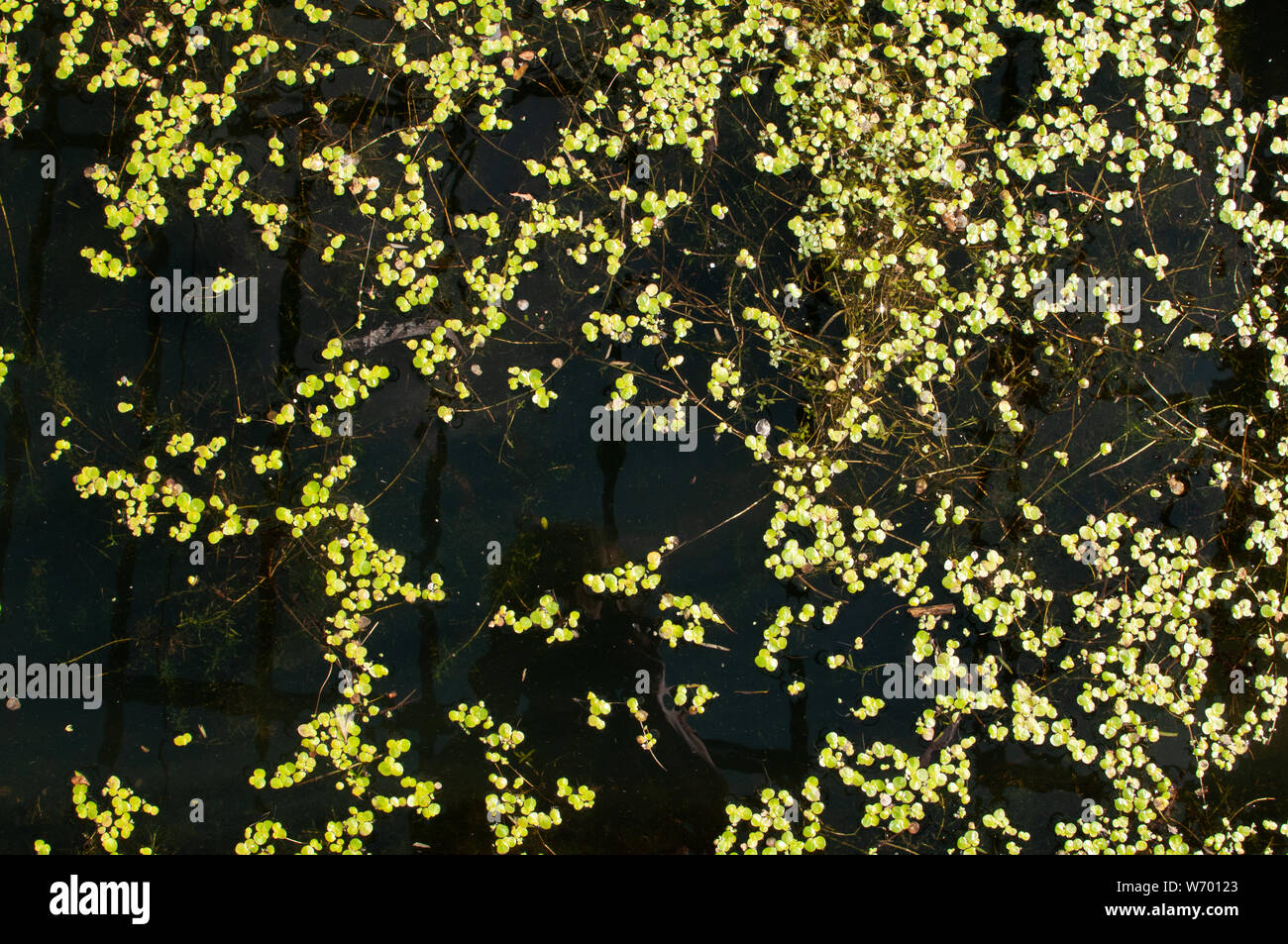 pond weed Stock Photo