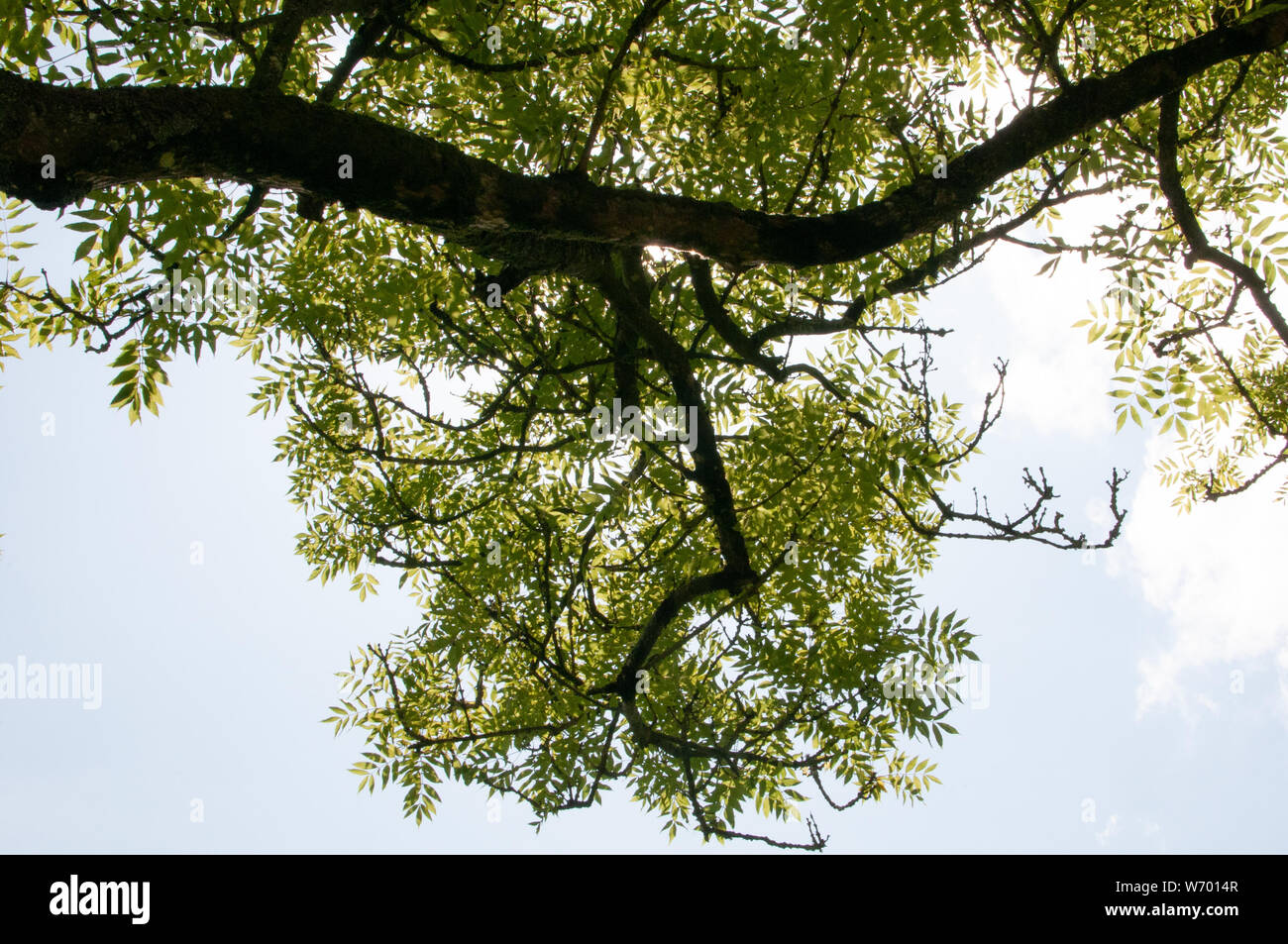 leafy branch of tree Stock Photo Alamy