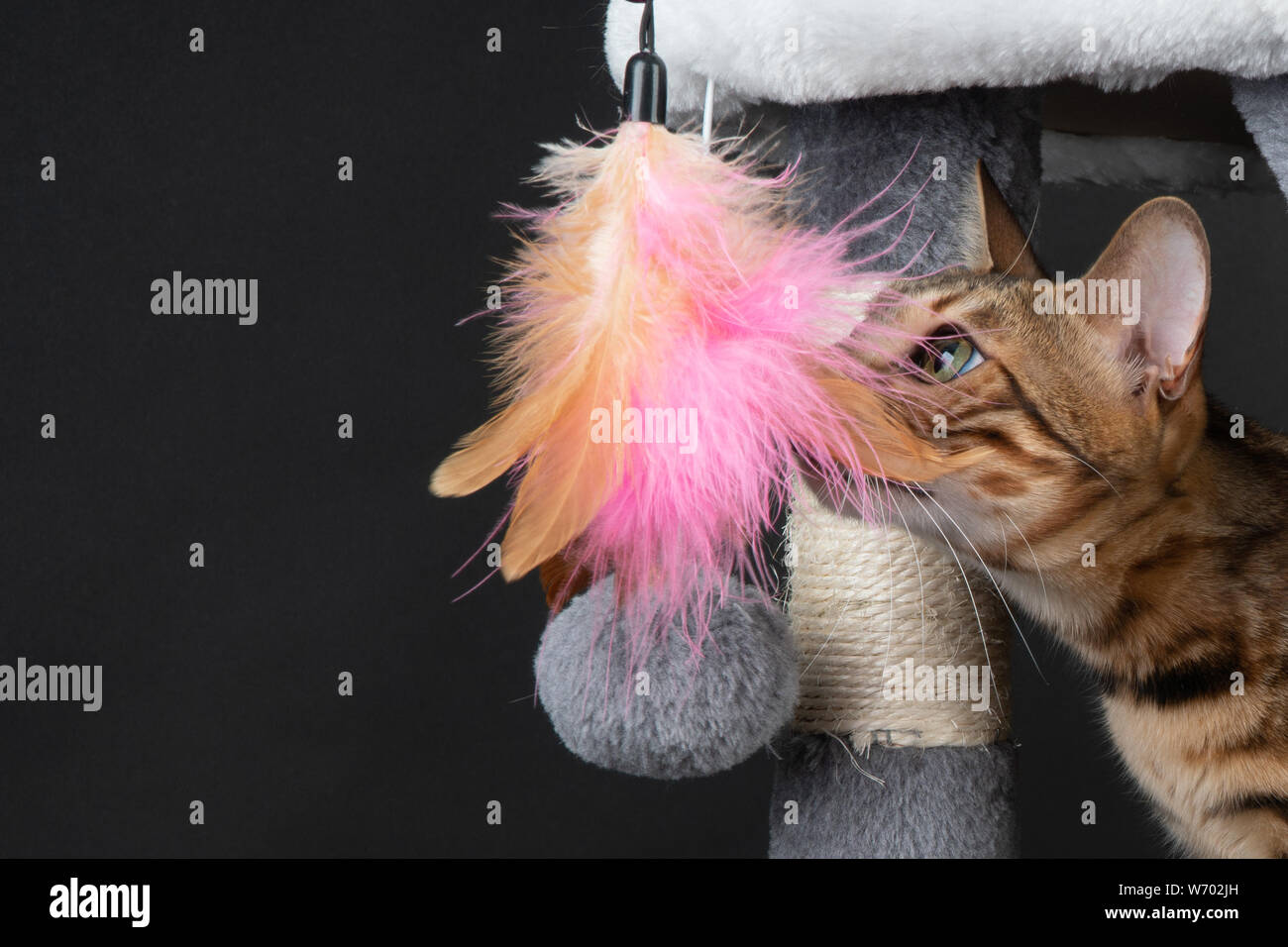 beautiful Bengal cat playing on the scratching post Stock Photo