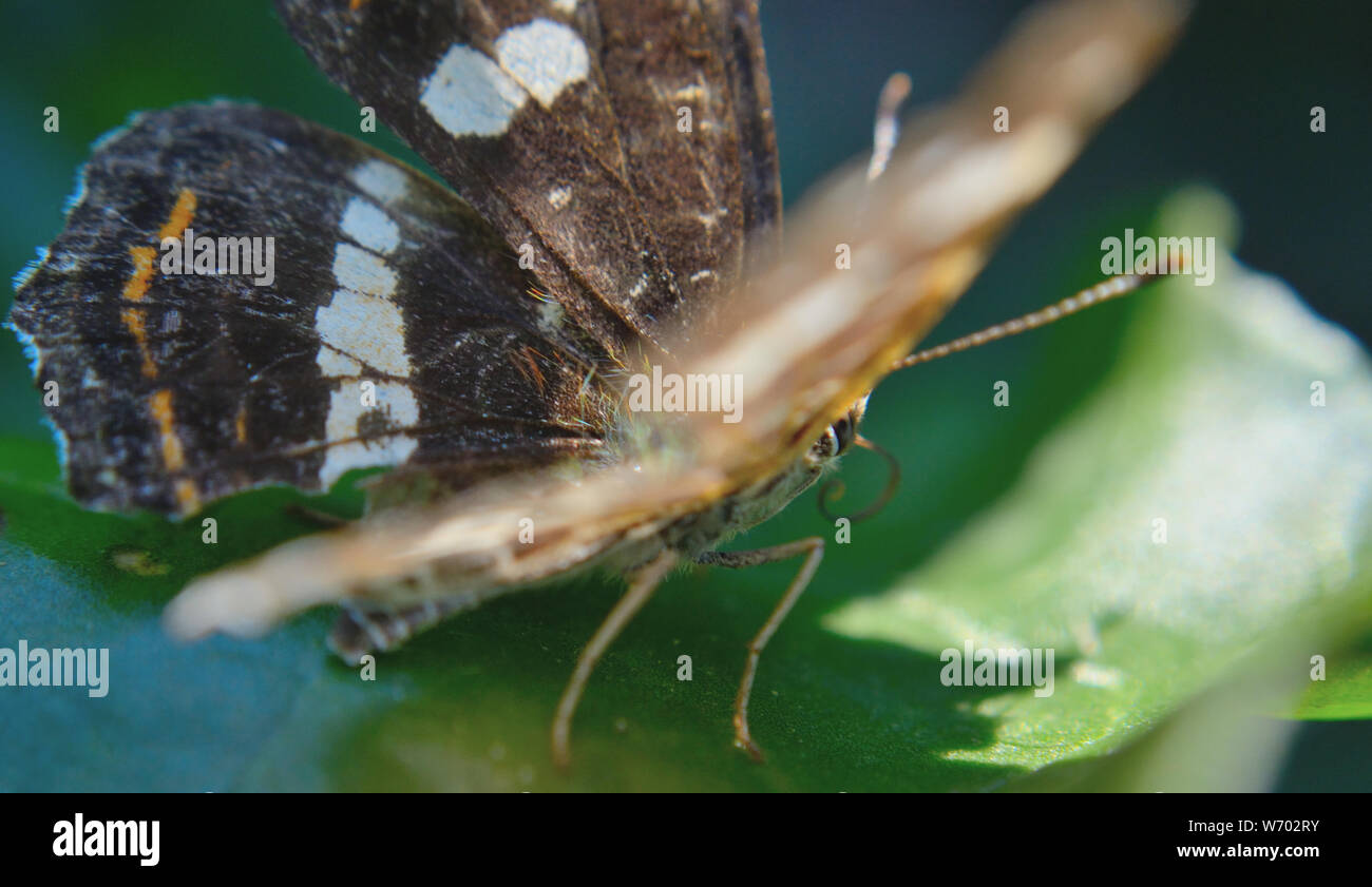 Close up of summer map butterfly, Araschnia levana Stock Photo