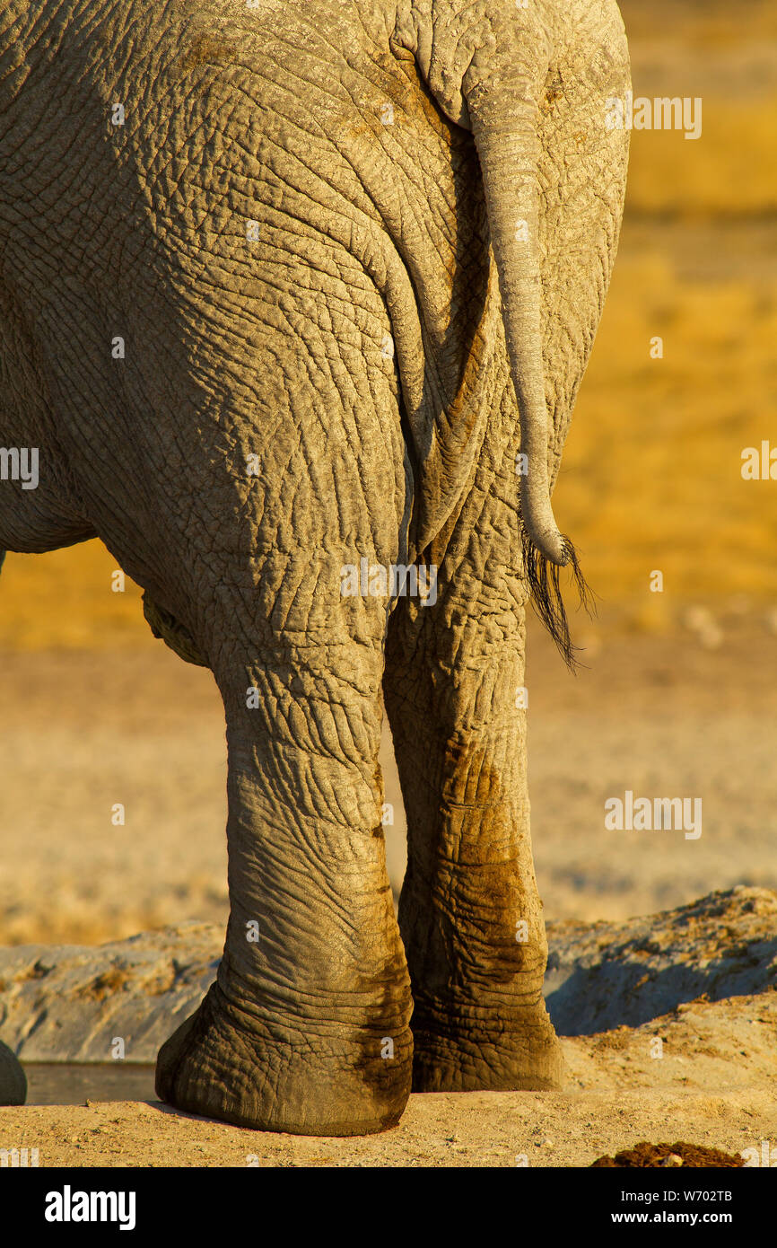 Elephant tail, Nebrowni waterhole, Etosha National Park, Namibia Stock Photo