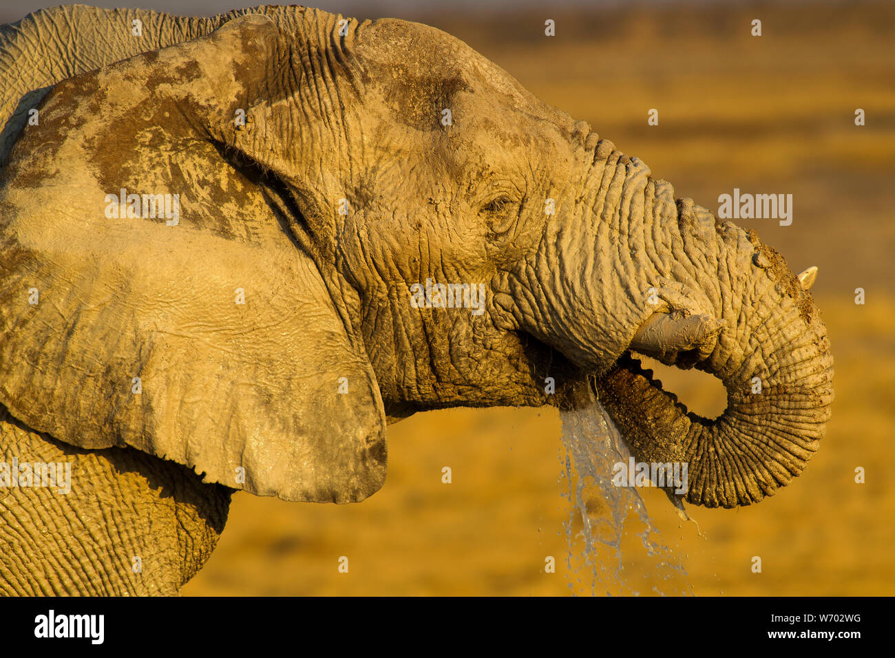 Elephant drinking at Nebrowni waterhole, Etosha National Park, Namibia Stock Photo