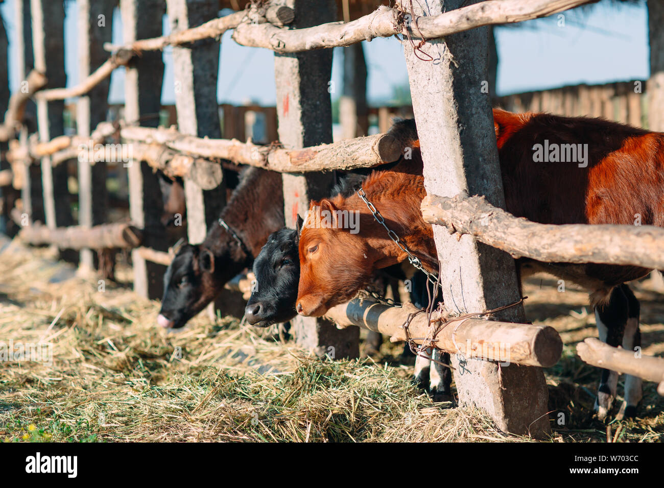 agriculture industry, farming and animal husbandry concept. herd of cows in  cowshed on dairy farm Stock Photo - Alamy