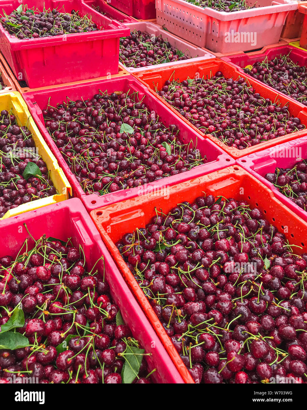 Boxes full of fresh Washington State cherries ready for processing at plants in the Chelan County in Washington State ready for sale to the consumer Stock Photo