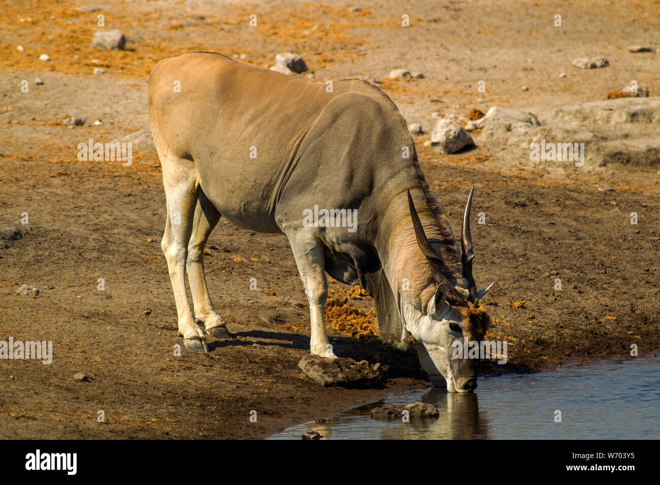 Eland, the largest anthelope drinking at Chudob waterhole, Etosha National Park, Namibia Stock Photo