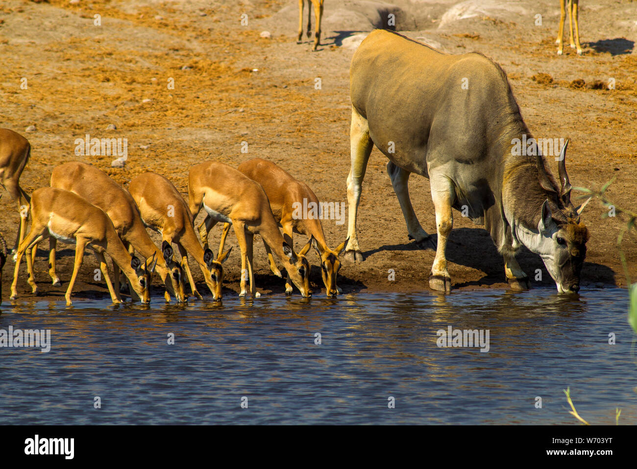 Impalas and a male Eland anthelope drinking at Chudob waterhole, Etosha National Park, Namibia Stock Photo