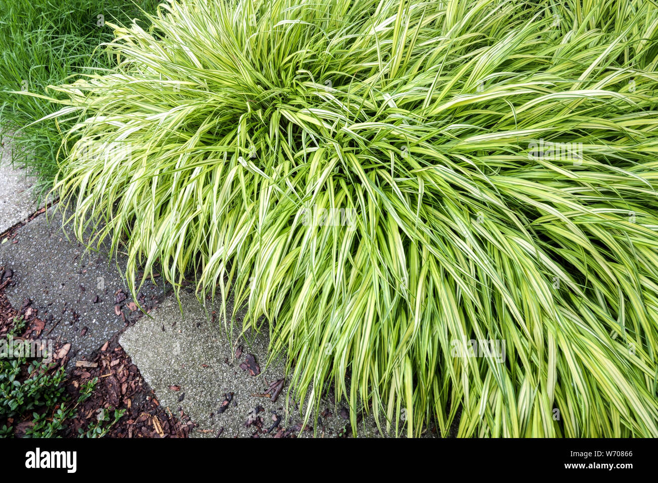 Border Japanese forest grass, Hakone grass growing at a garden path Stock Photo
