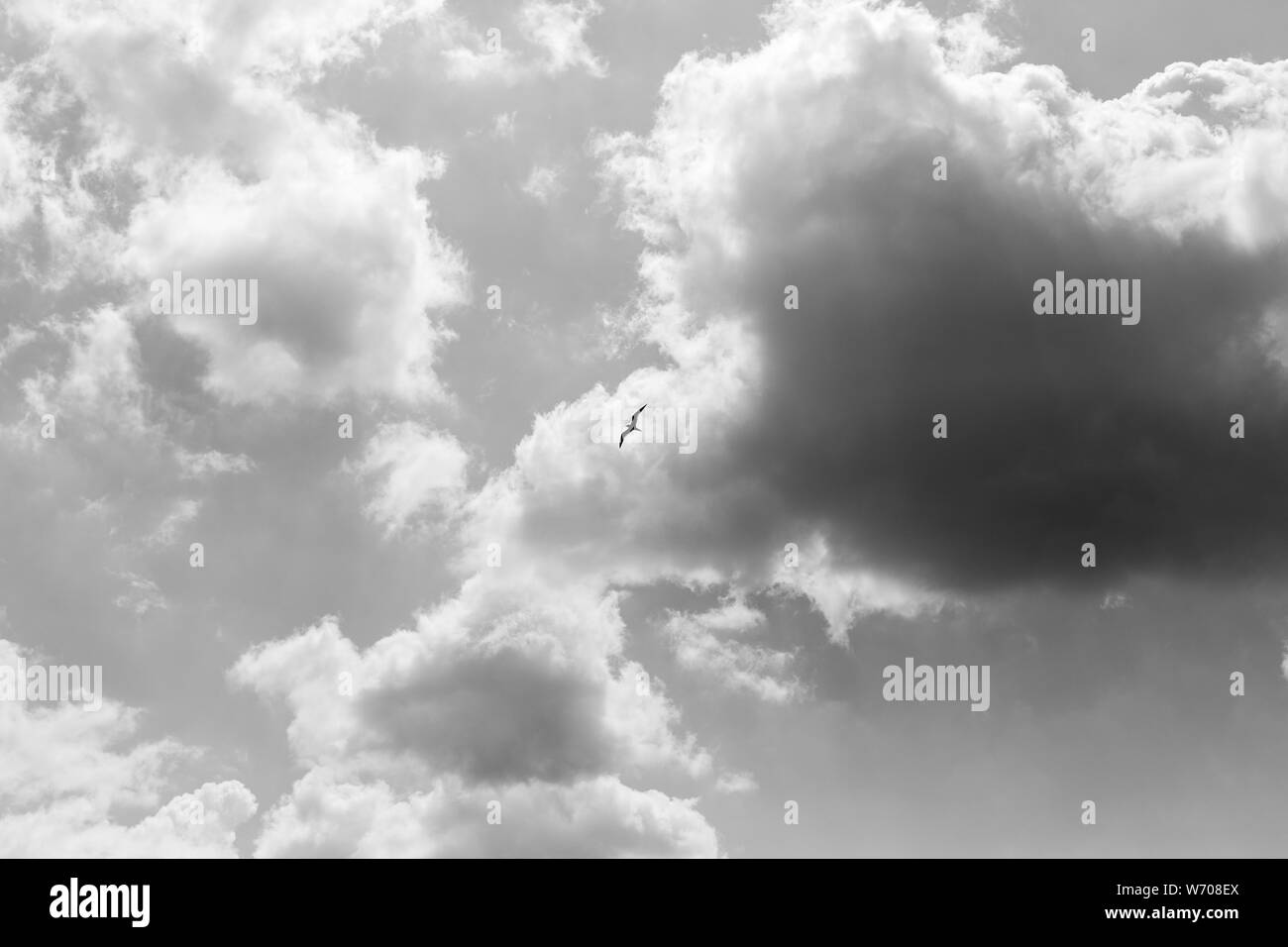 Freedom concept. Bird flies high in the sky in the clouds. Black and ...