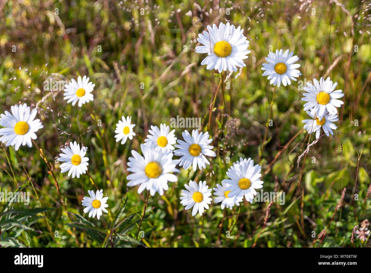 daisy flowers grow on the roadside on Hailuoto Island, Finland Stock Photo