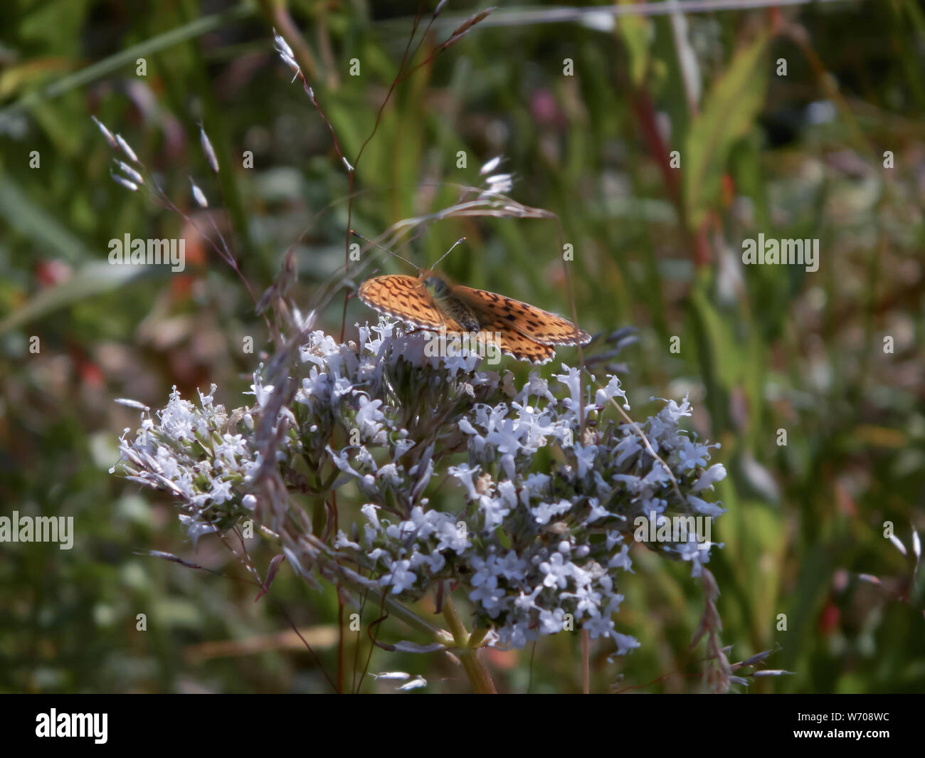 The lesser marbled butterfly, Hailuoto island, Finland Stock Photo