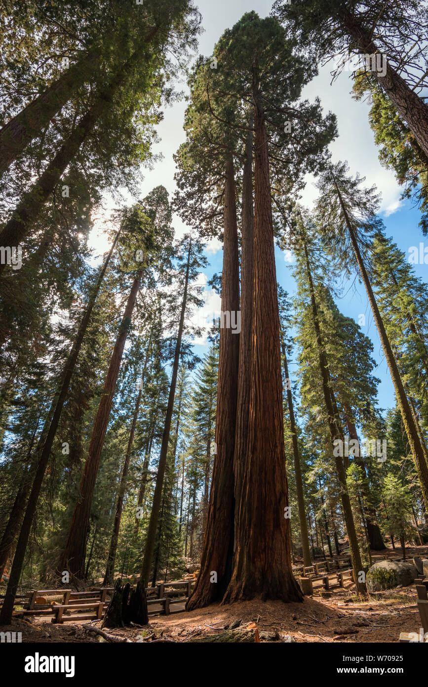 Sequoia National forest in California Stock Photo Alamy
