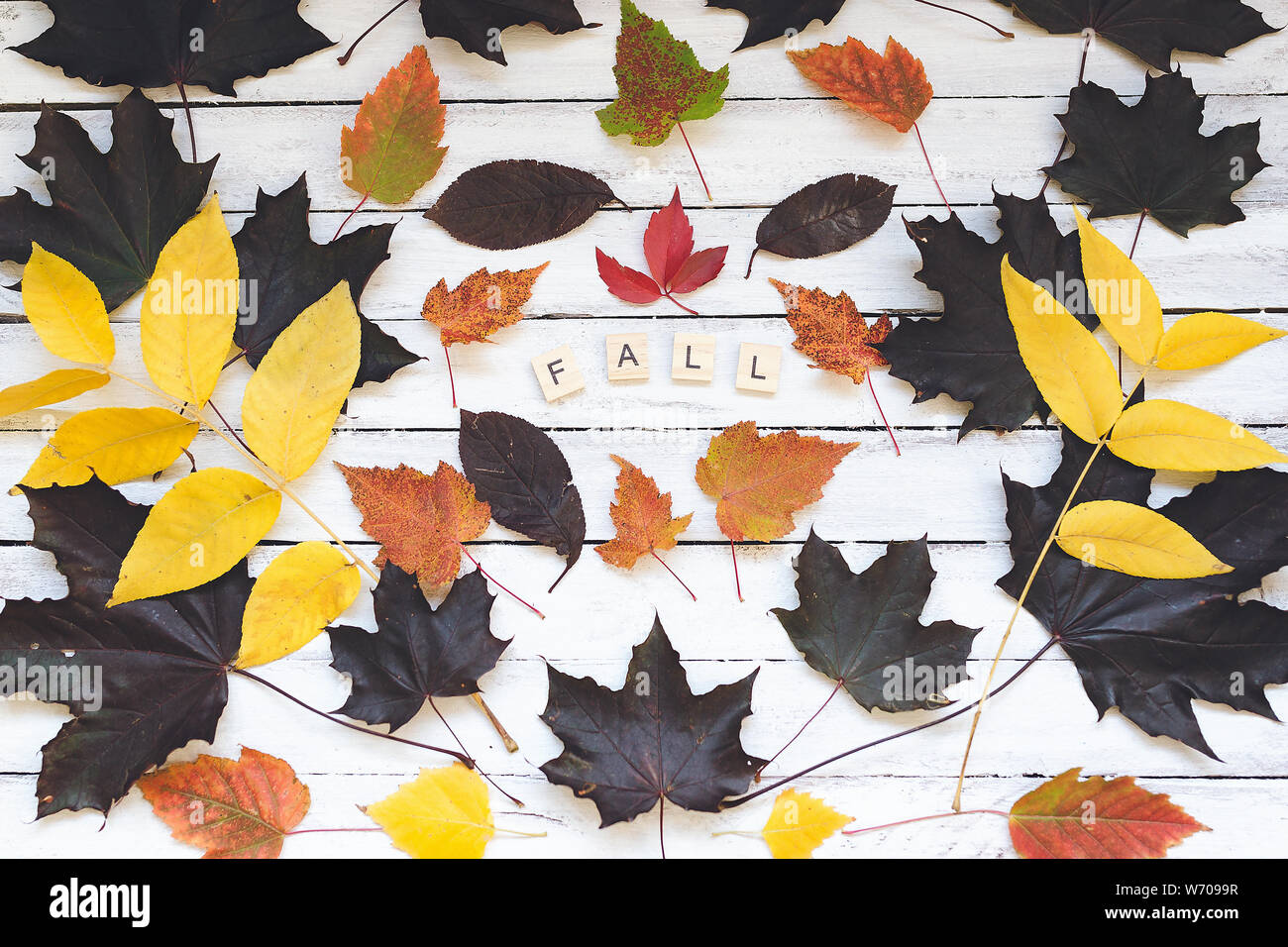 October text green leaves white hi-res stock photography and images - Alamy