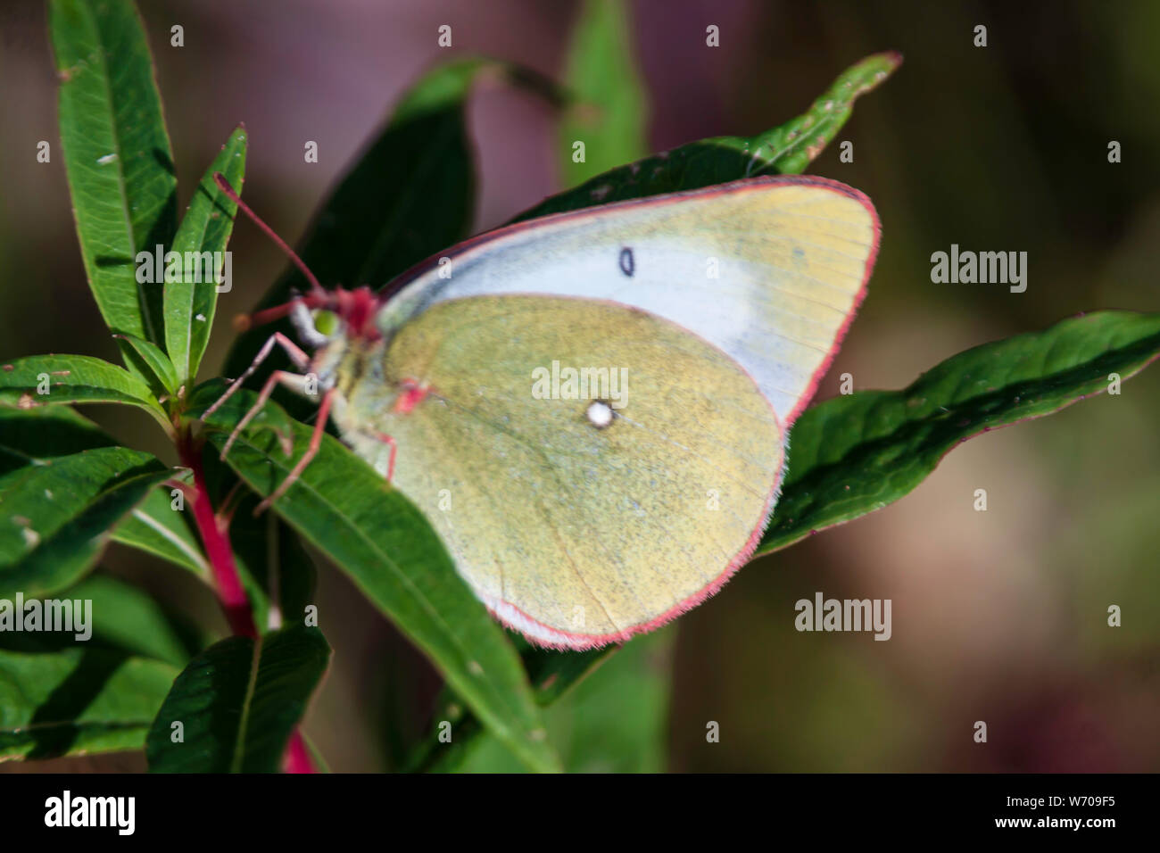 Yellow butterfly (Colias palaeno) Hailuoto island,Northern Ostrobothnia, Finland Stock Photo