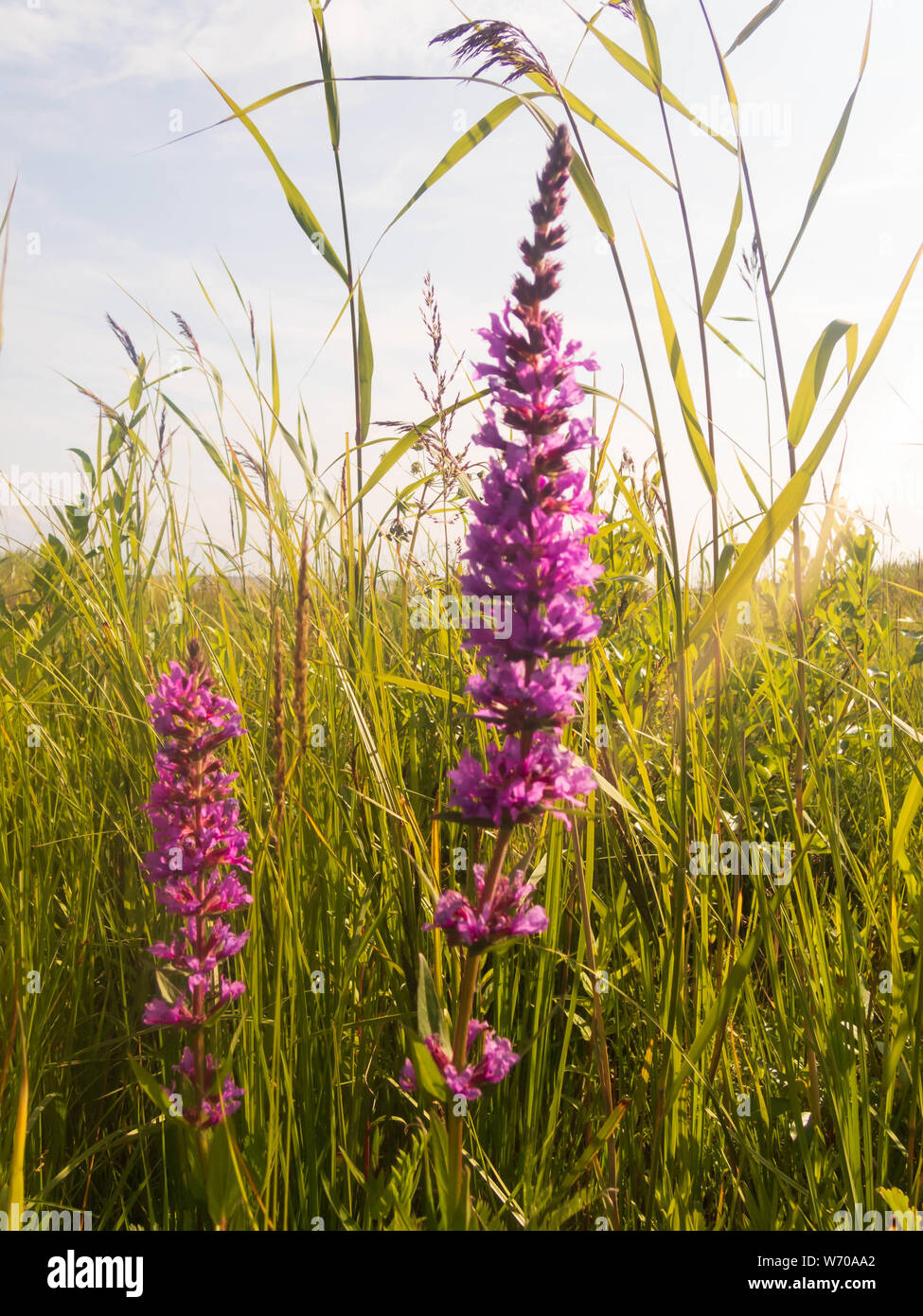 The beach meadow flower (Veronica longifolia) Hailuoto island, Finland Stock Photo