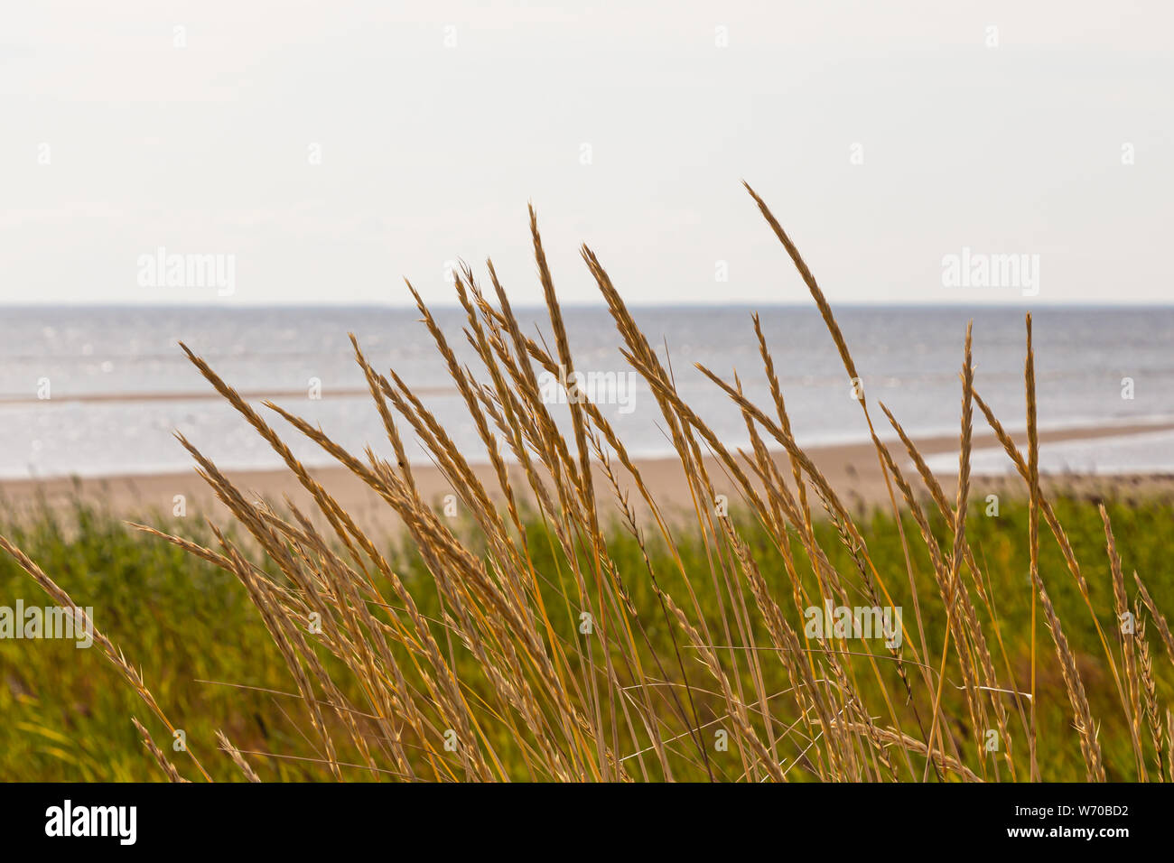 The wheat growing on the seafront meadow, Hailuoto island,  Finland Stock Photo