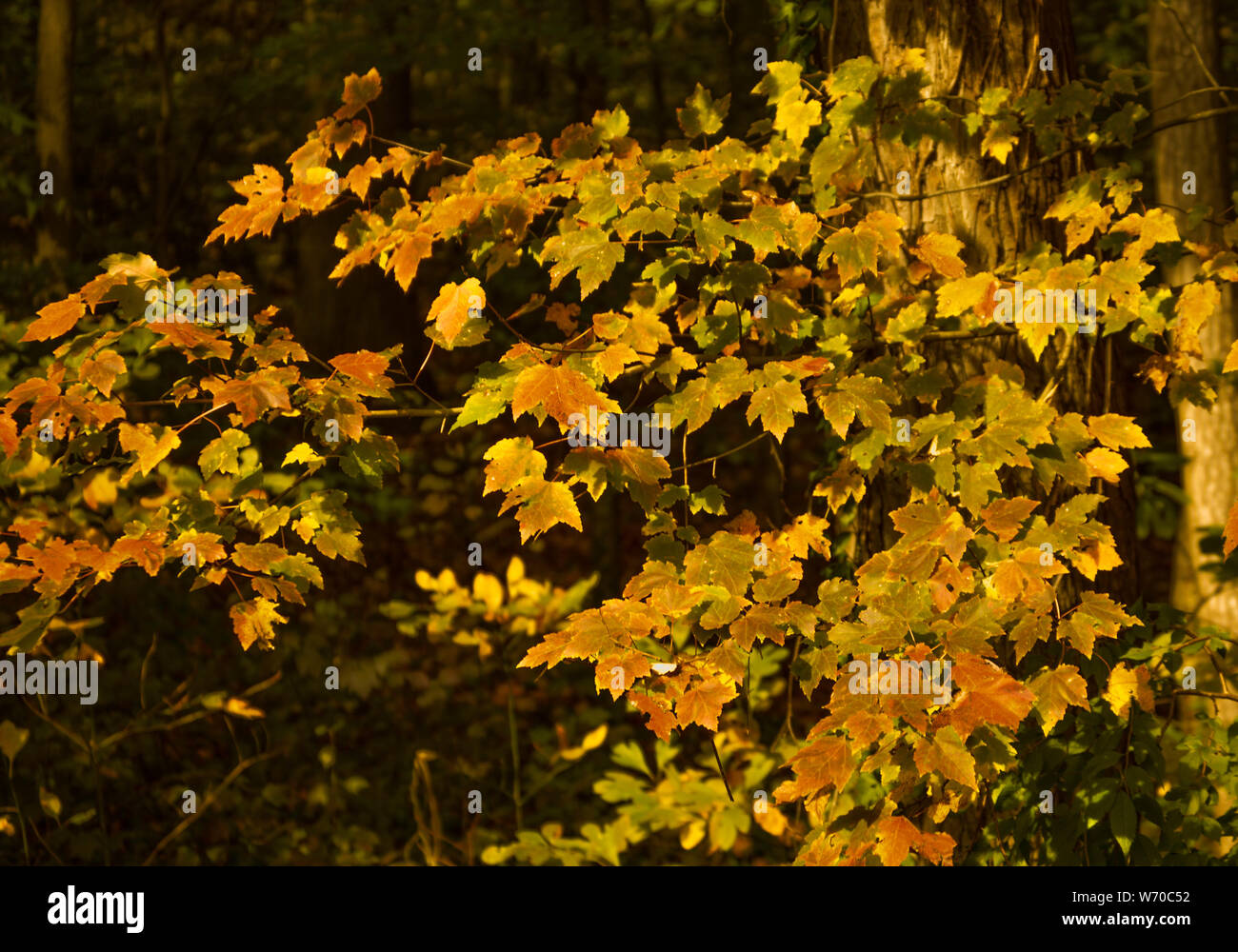 Autumn Stock Photo