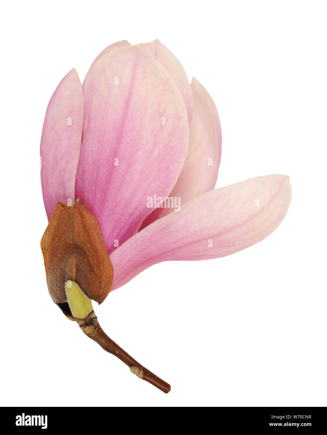 pink magnolia flower isolated on white background Stock Photo - Alamy