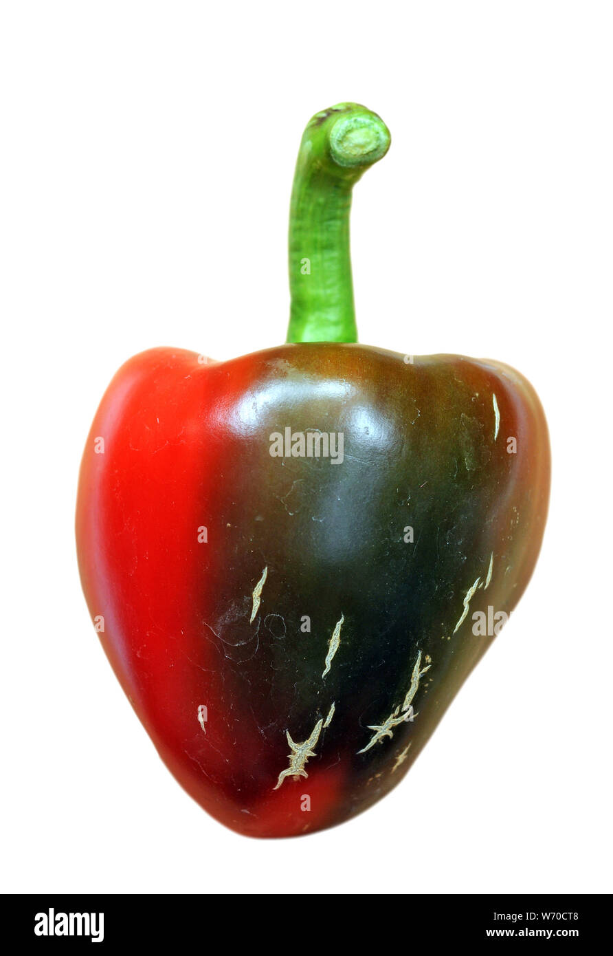 red sweet pepper isolated on white background Stock Photo - Alamy