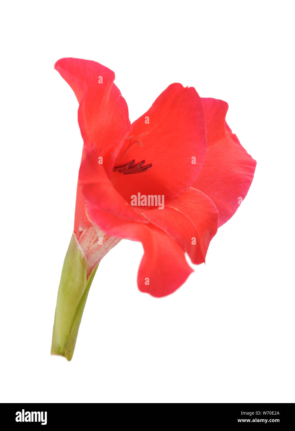 pink gladiolus isolated on white background Stock Photo - Alamy