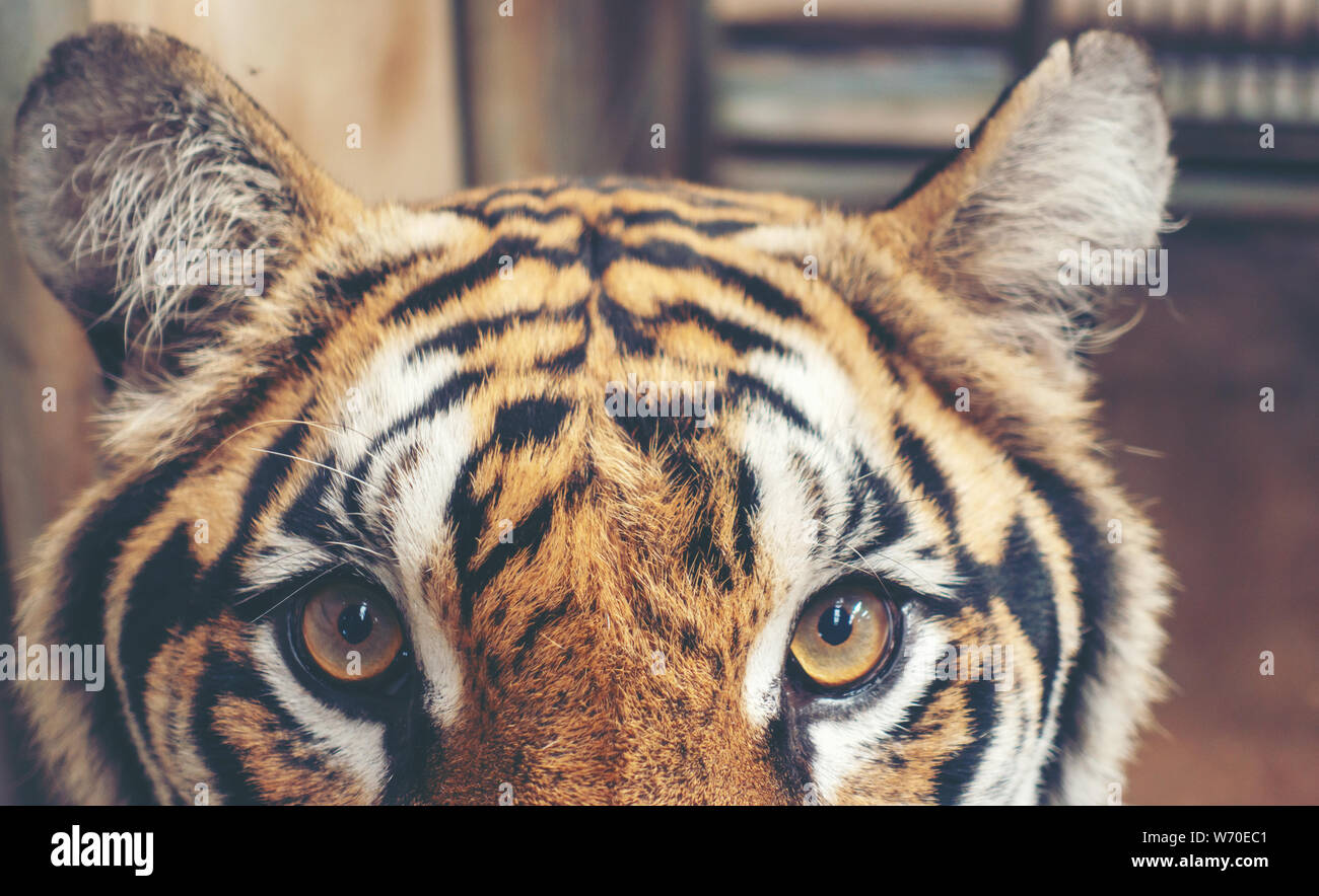 female bengal tiger head close up Stock Photo