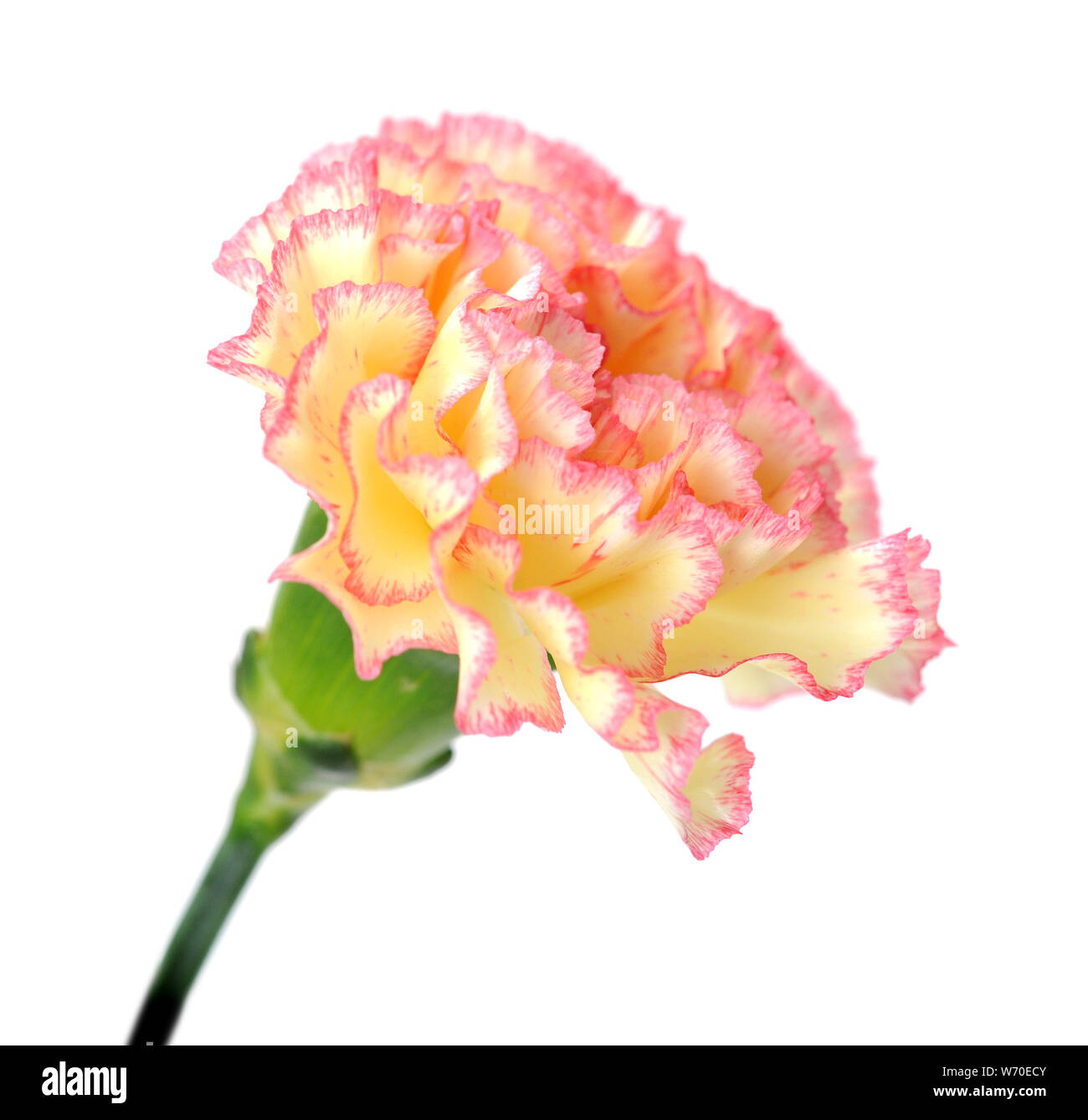 carnation isolated on white background Stock Photo - Alamy