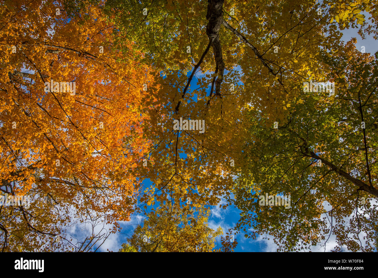 Tree canopy in the fall in Eastern Canada Stock Photo