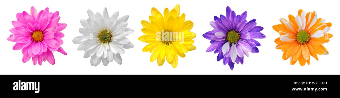 pink daisy isolated on white background Stock Photo - Alamy