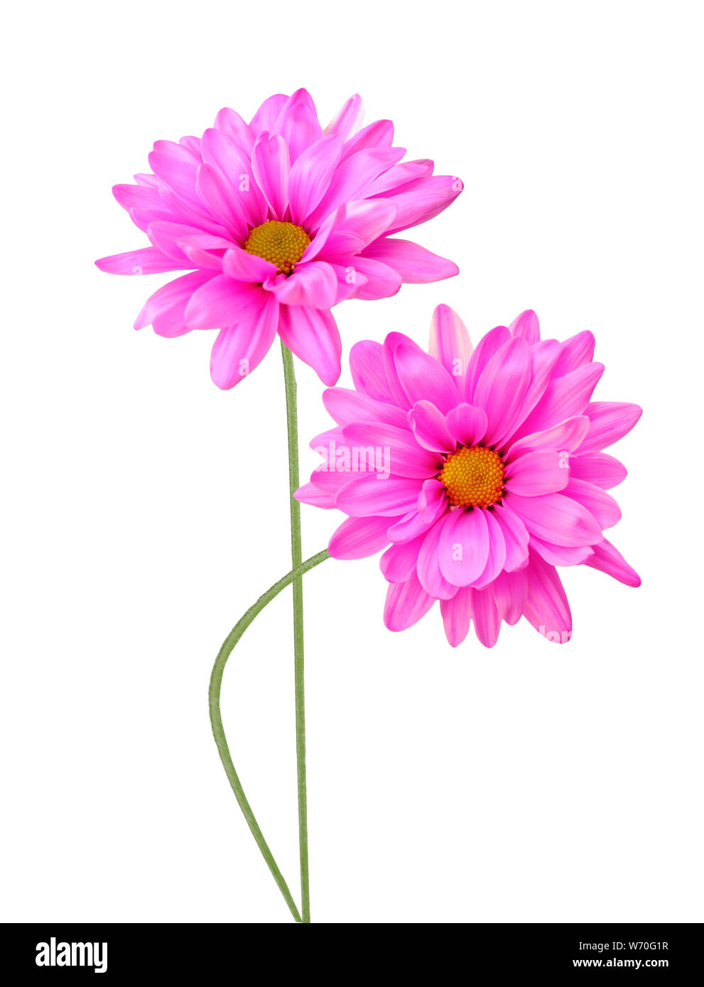 three white daisy flowers isolated on white background Stock Photo - Alamy