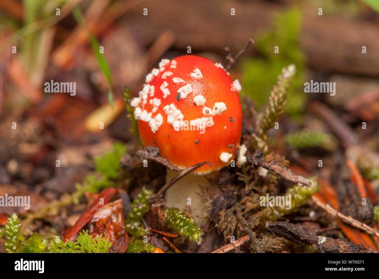 False Caesar's Mushroom (Amanita parcivolvata) Stock Photo