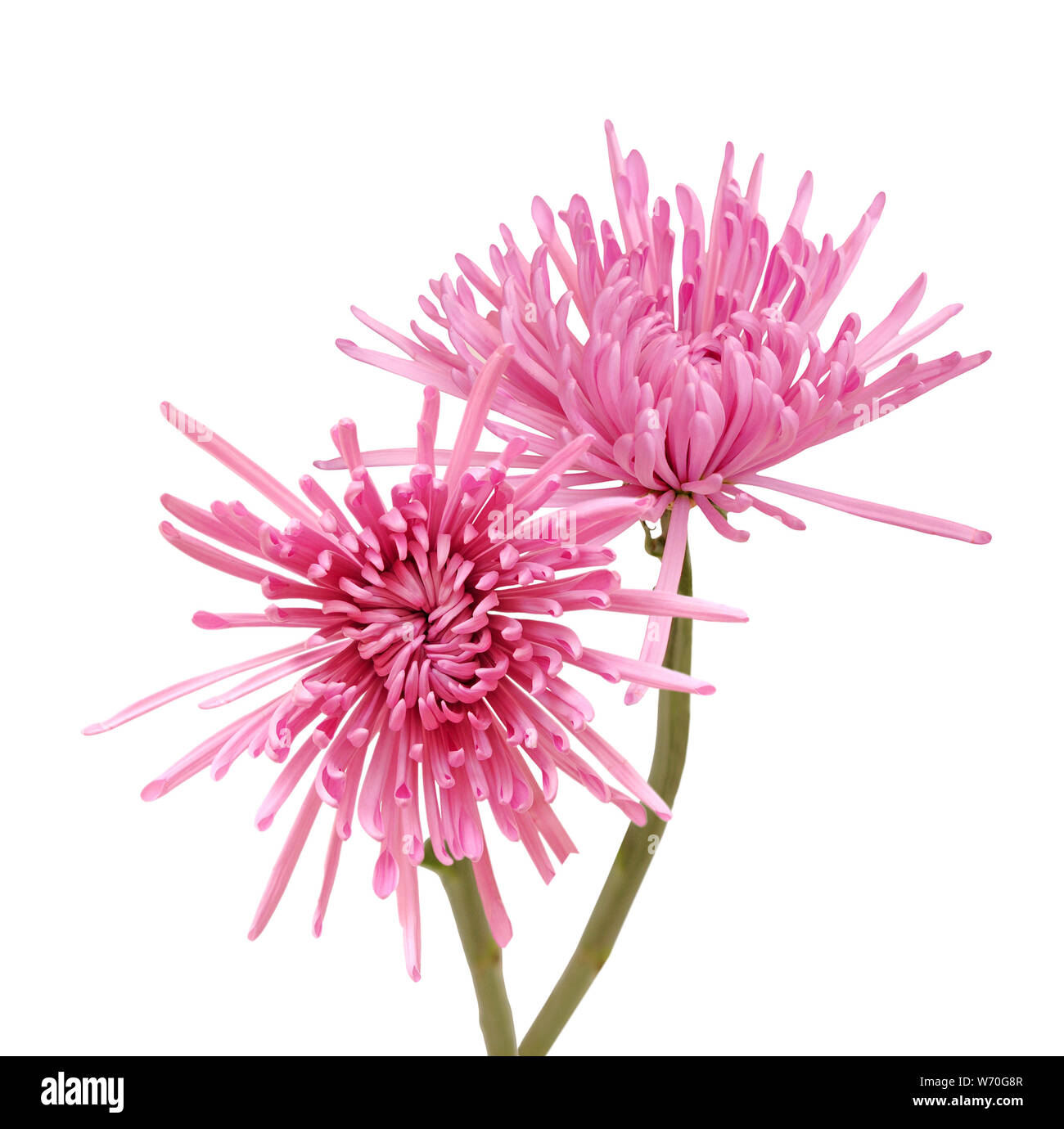 pink spider mum (aster) flower isolated on white background Stock Photo