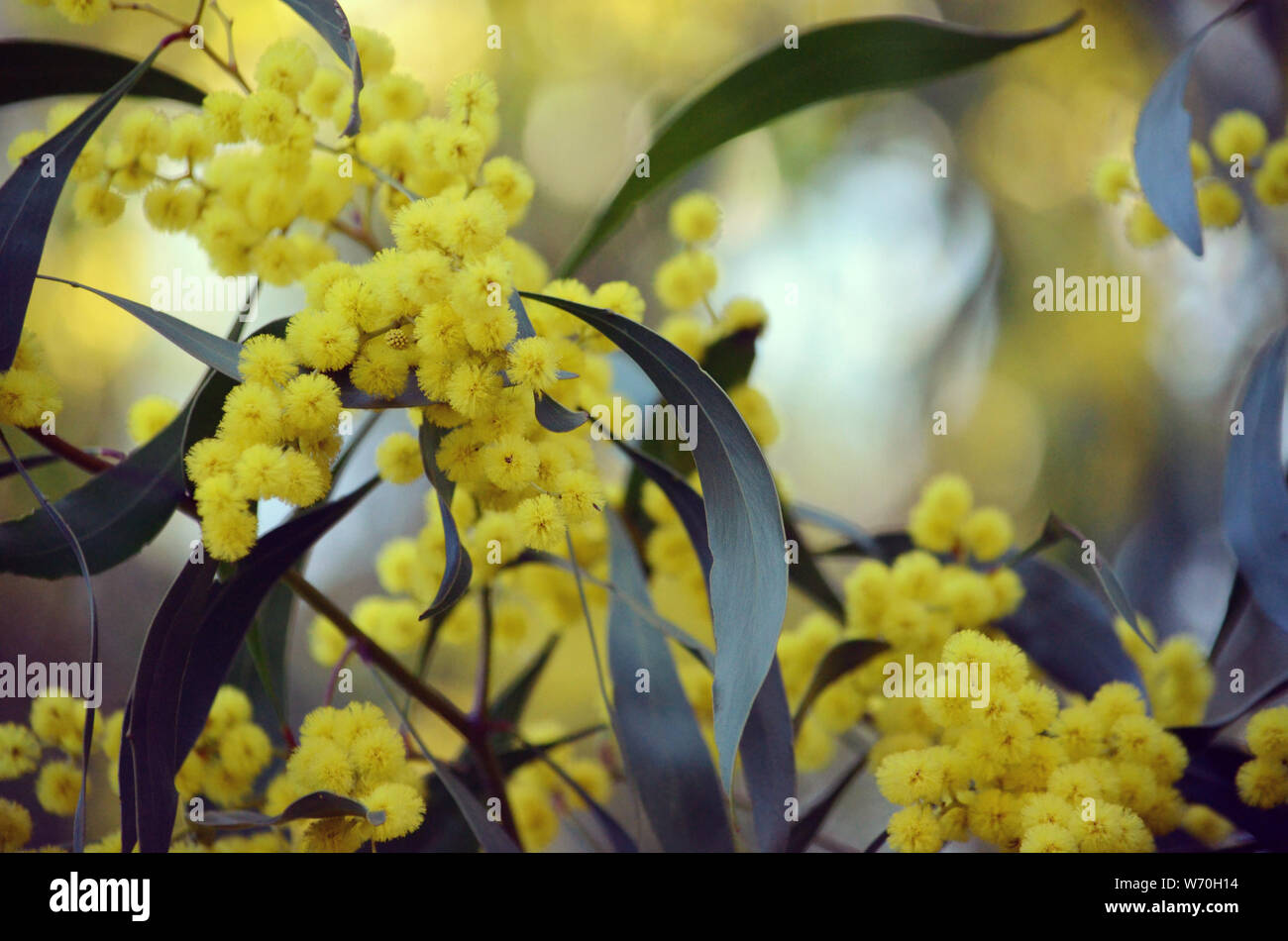 Dreamy background of yellow flowers in dappled light of the Golden Wattle, Acacia pycnantha, family Fabaceae. Endemic to inland southeastern Australia Stock Photo