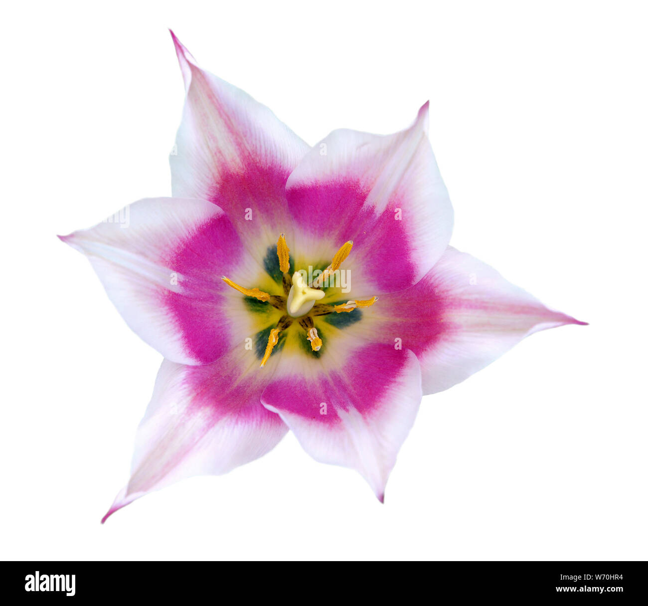 a pink tulip isolated on white background Stock Photo - Alamy
