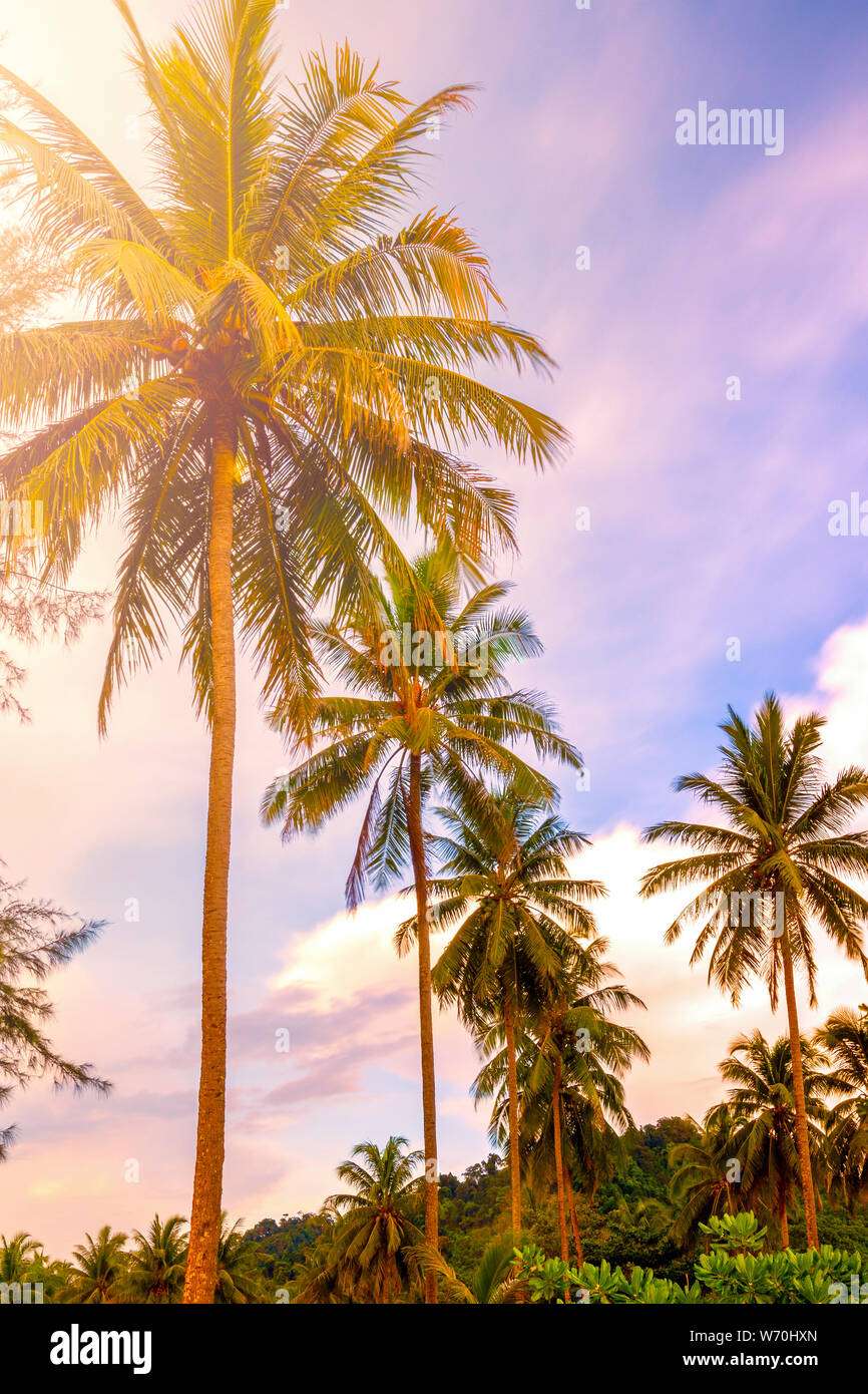 Palm trees at tropical coast, jungle background Stock Photo - Alamy