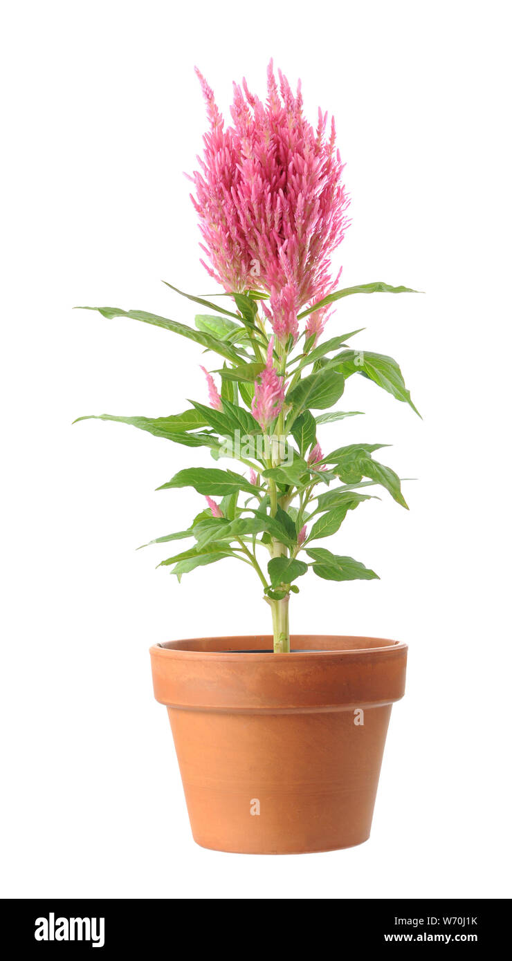 Pink Celosia argentea in vase  isolated on a white background Stock Photo