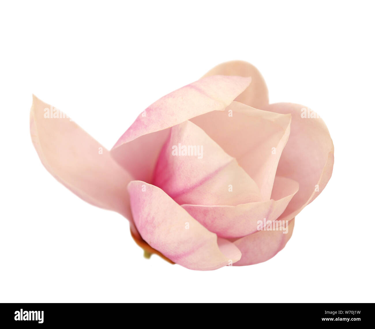 magnolia flower isolated on white Stock Photo - Alamy