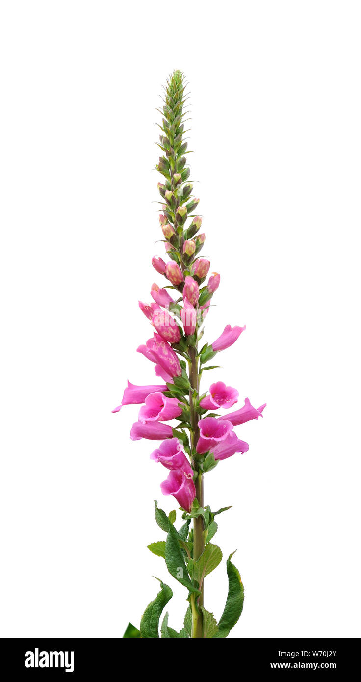 lupine flower isolated on white background Stock Photo - Alamy