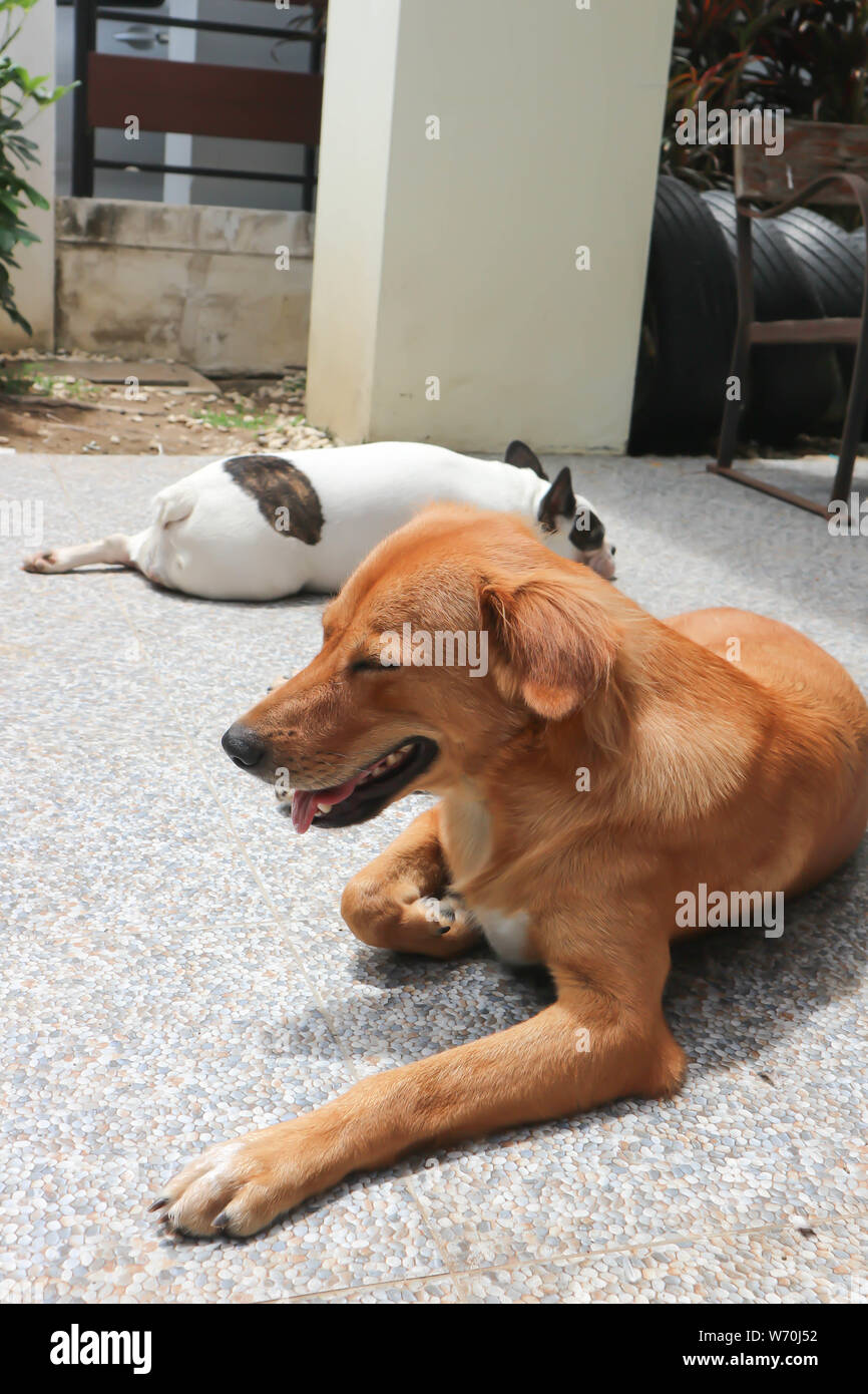 two dogs, brown dog or sunbathing dog Stock Photo Alamy
