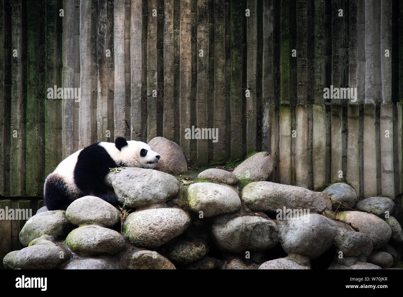 Tired panda hi-res stock photography and images - Alamy