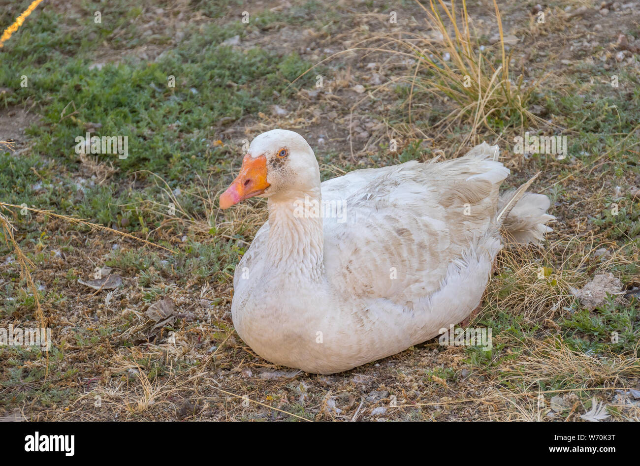 A white domestic duck sitting on eggs in a farmyard image in landscape