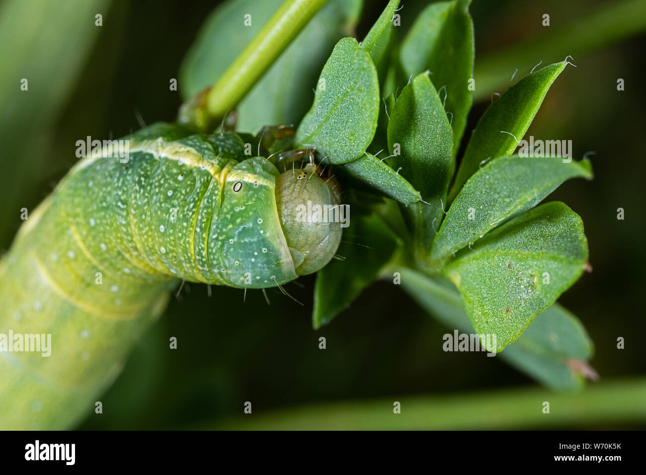 head of a green caterpillar with white stripes on the side Stock Photo