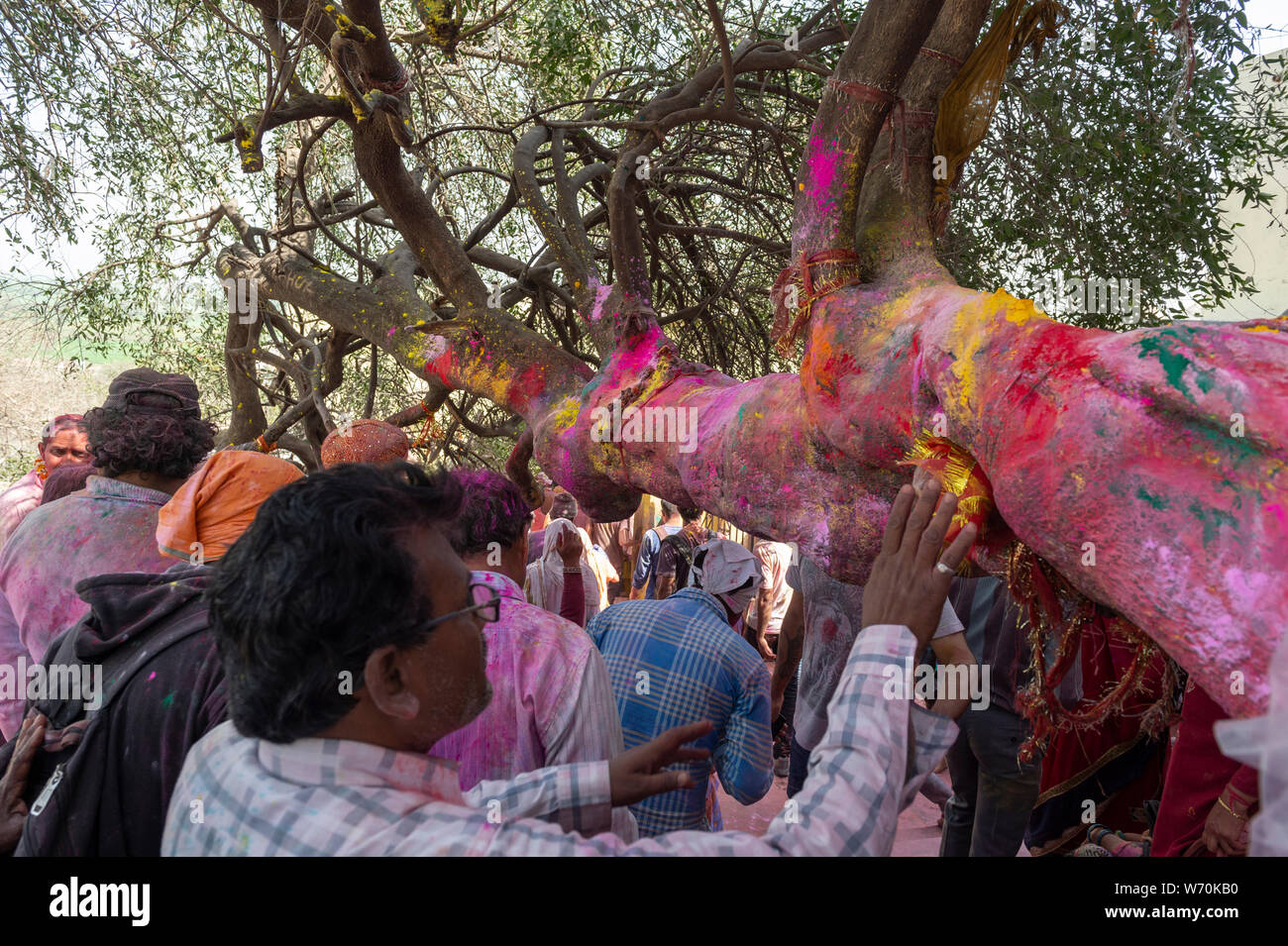 People worshipping holy tree at Barsana Temple during Holi Celebrations at Mathura,Uttarpradesh,India,Asia Stock Photo