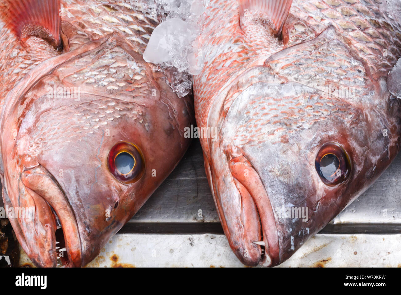 Red snapper fish heads on market stall, Rawai, Phuket, Thailand Stock Photo  - Alamy