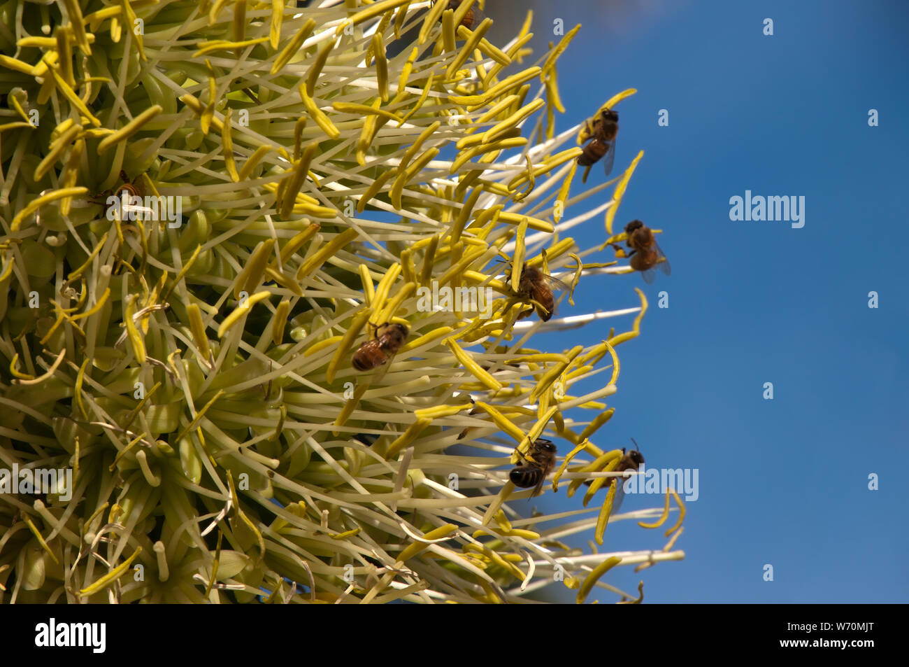 Sydney Australia, close-up of bees hovering over flowers of a Swan's Neck agave Stock Photo