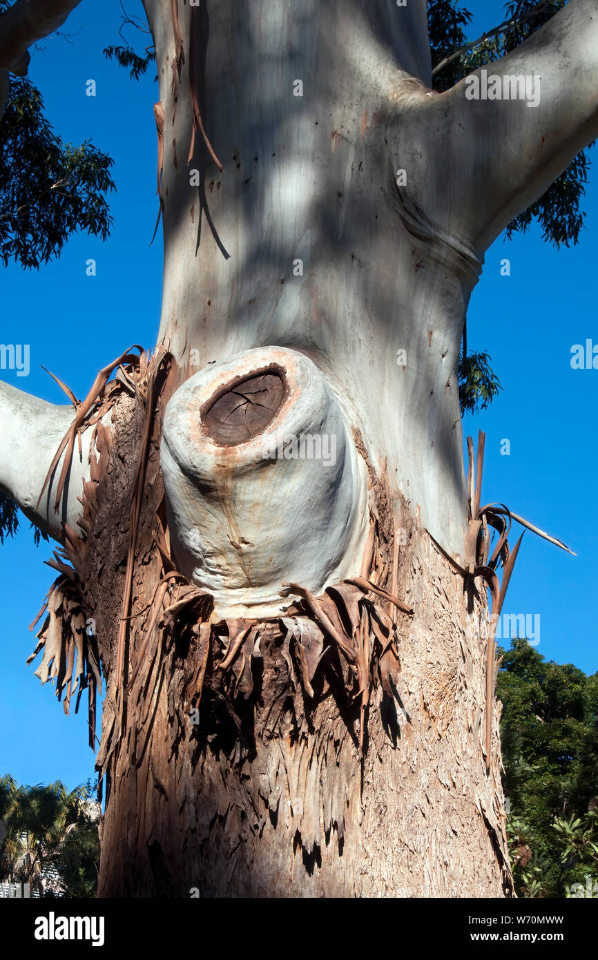 Sydney Australia, bark peeling on a Eucalyptus Grandis tree, also known as flooded gum or rose gum Stock Photo